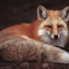 Схема вышивки «Red Fox»