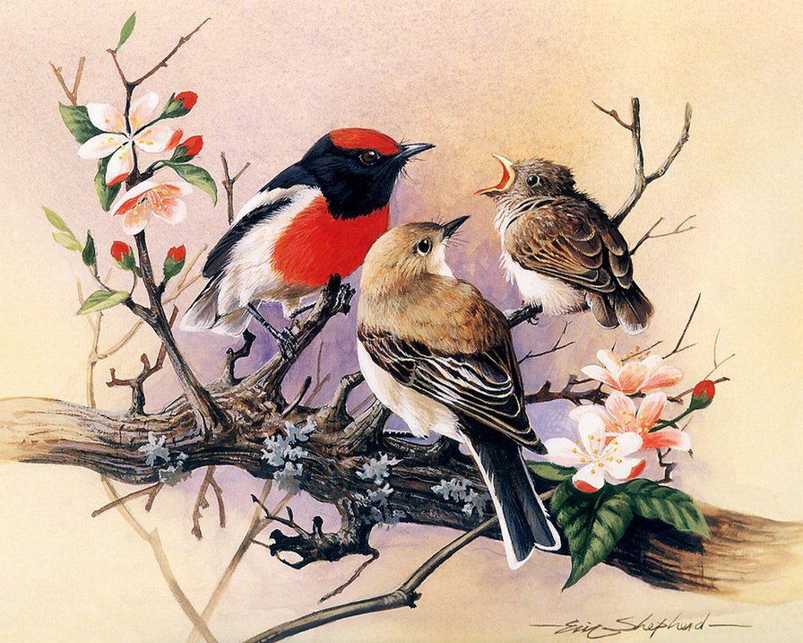птицы на весеннем дереве - графика, вишня, цветы, весна, ветка, птицы, дерево - оригинал