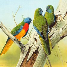Оригинал схемы вышивки «попугайчики на дереве» (№930908)