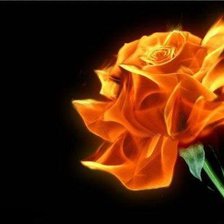 огненная роза