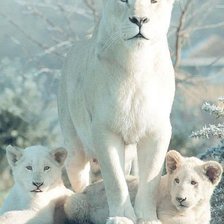Схема вышивки «Белые львы»