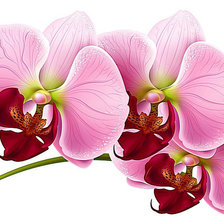 Оригинал схемы вышивки «Розовая орхидея» (№932032)