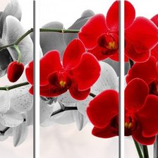 Схема вышивки «Триптих "Орхидеи"»