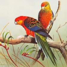 Схема вышивки «пара попугаев»