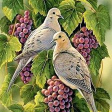 птицы на виноградной ветке