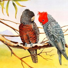 Схема вышивки «попугаи на ветке»