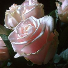 Схема вышивки «розовые розы»
