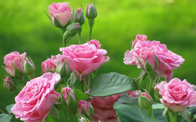 Куст розы - розовые розы., цветы, розы - оригинал