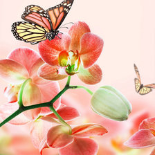 Оригинал схемы вышивки «Бабочки, цветы» (№945656)