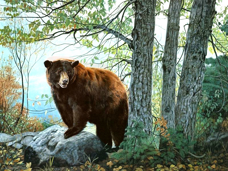 Медведь в лесу - лес, медведь, хищник - оригинал
