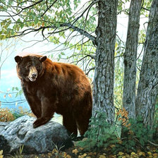 Оригинал схемы вышивки «Медведь в лесу» (№955164)