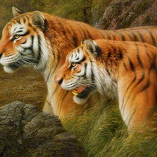 пара тигров