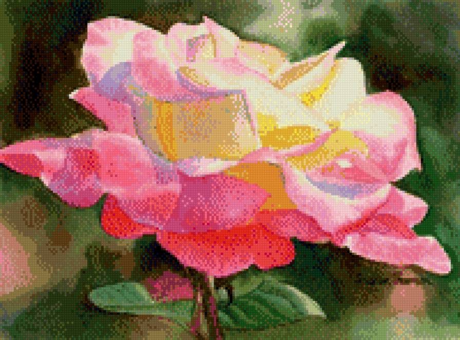 Роза - нежность, розы, цветы - предпросмотр