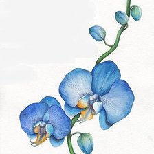 Голубая орхидея.
