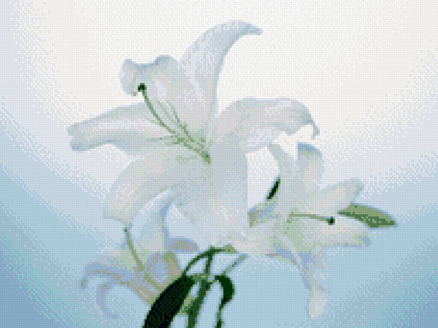 лилии на голубом фоне - ветка лилии, лилии, белые лилии, цветы, схема - предпросмотр
