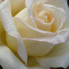 Оригинал схемы вышивки «Белая роза» (№966605)
