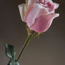 Схема вышивки «Цветок. Роза.»