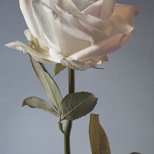 Схема вышивки «Белая роза.»