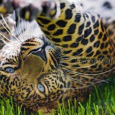 Схема вышивки «Леопард на траве»
