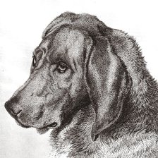 Оригинал схемы вышивки «собака» (№973552)