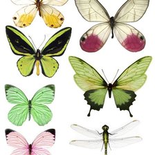 Схема вышивки «цветные бабочки и стрекоза»