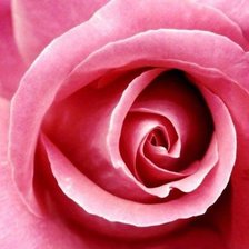 Схема вышивки «Роза прекрасная»