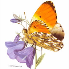 Оригинал схемы вышивки «бабочка» (№978685)