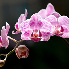 Схема вышивки «Орхидея розовая»