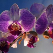 Схема вышивки «Орхидея, красивый фон»