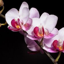розовая орхидея
