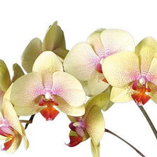 Схема вышивки «желтые орхидеи»