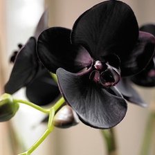 Схема вышивки «Черная красавица орхидея»