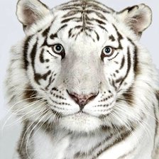 Схема вышивки «Белый Тигр»