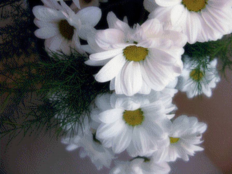 Космеи белые - белые цветы, космея, цветы - предпросмотр