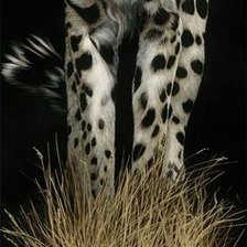 Схема вышивки «cheetah»