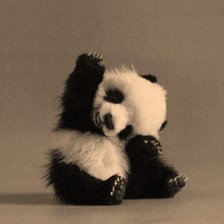 Милый панда