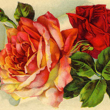 Оригинал схемы вышивки «розы» (№992390)