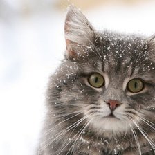 Схема вышивки «кошка в снегу»