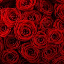 Схема вышивки «розы  красные»