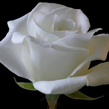 Схема вышивки «белая роза»