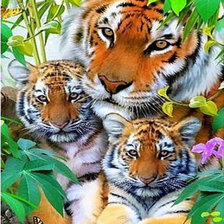 Схема вышивки «Тигриное семейство.»