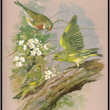 Оригинал схемы вышивки «птицы на ветке» (№1026462)
