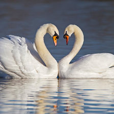 Схема вышивки «Swan love»