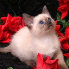 Схема вышивки «котенок в розах»