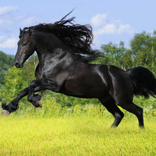 Схема вышивки «Бегущая черная лошадь»