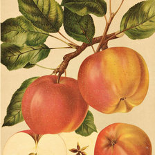 Схема вышивки «яблука»