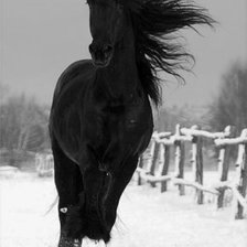 Чёрная лошадь на снегу