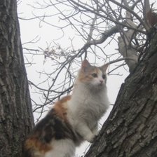 Оригинал схемы вышивки «Кошка на дереве» (№1045602)