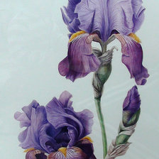 Схема вышивки «Pure iris»