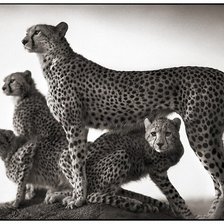 Схема вышивки «семья гепардов»
